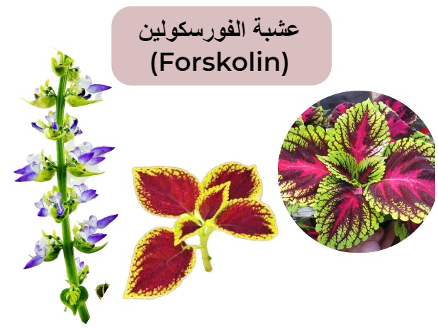 عشبة الفورسكولين (Forskolin)	