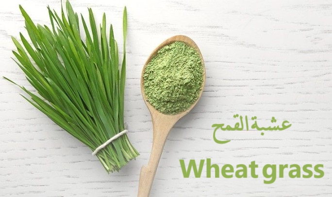 عشبة القمح