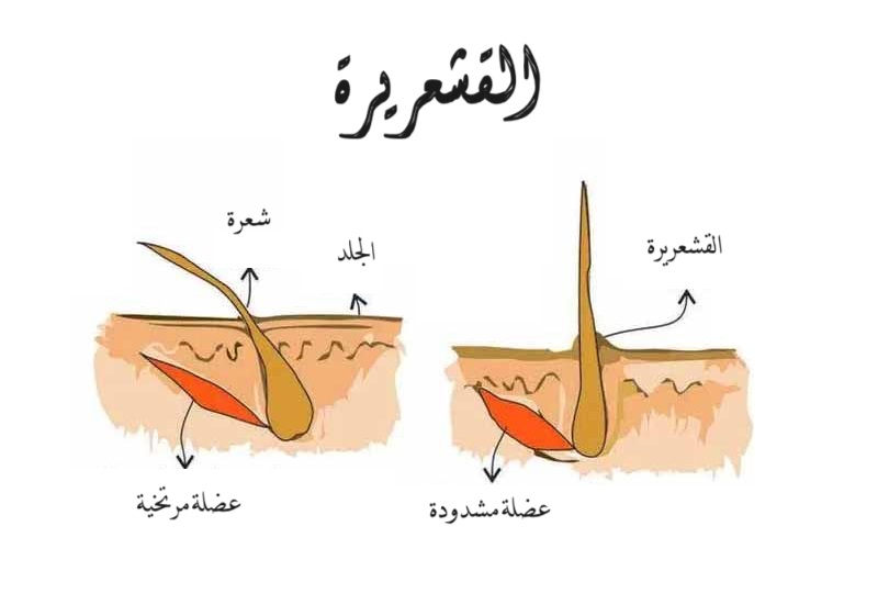 القشعريرة