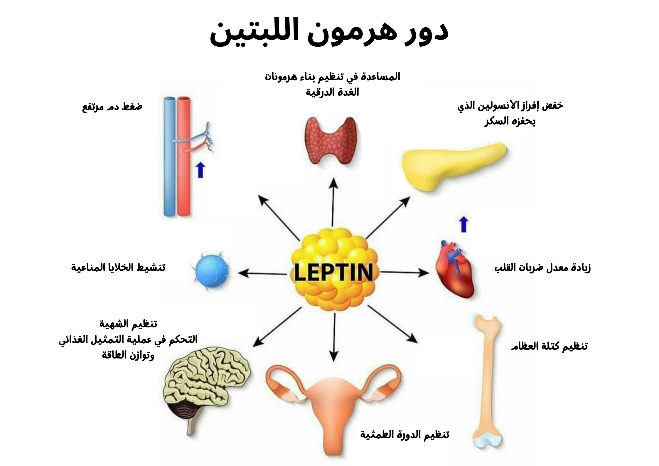 دور هرمون اللبتين	