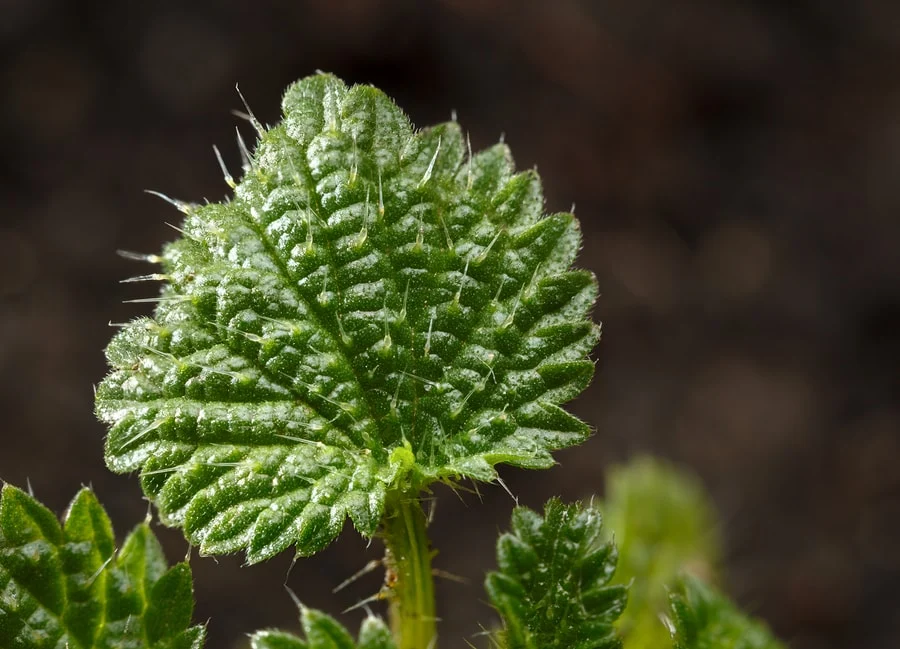القراص Stinging Nettle Root	