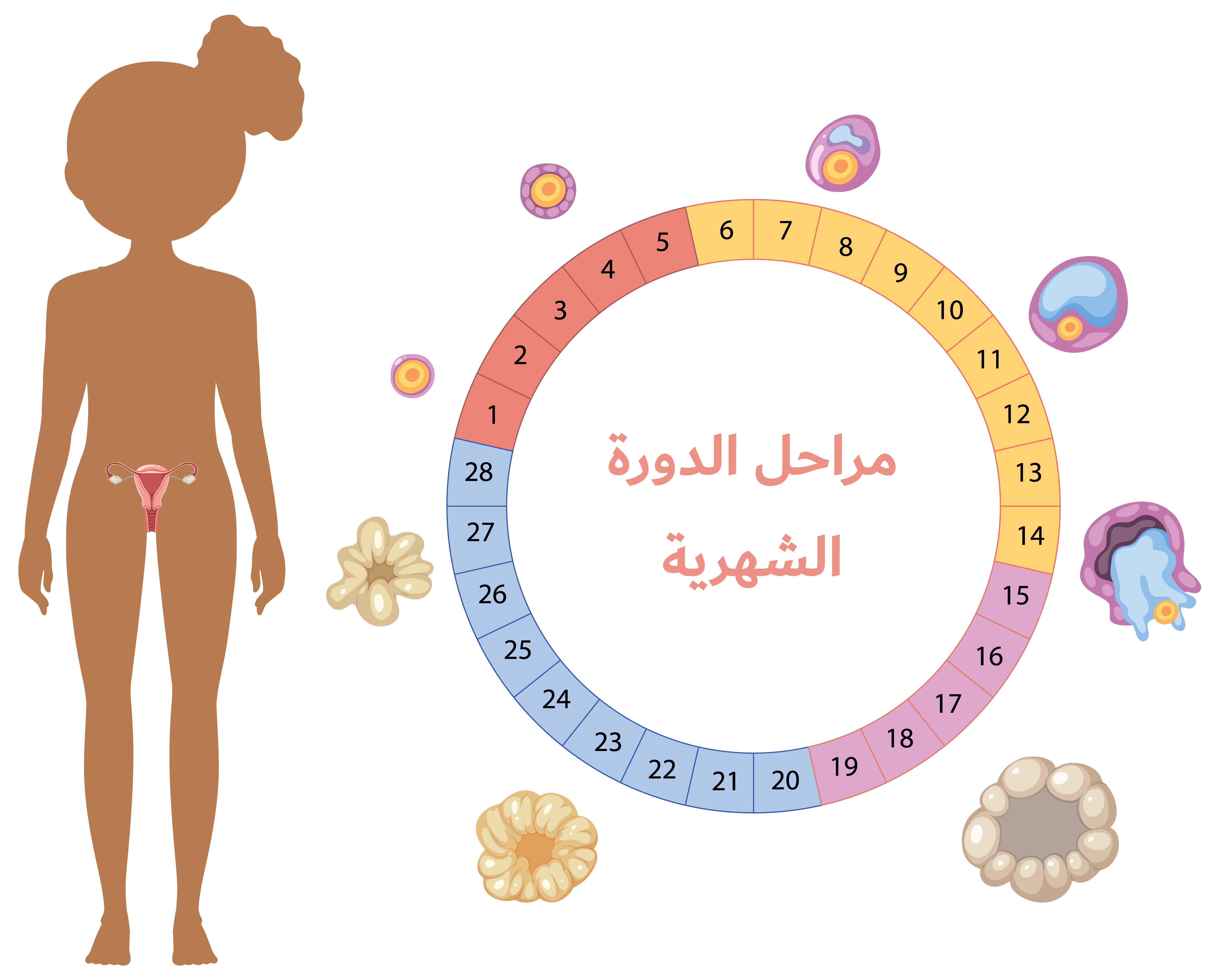 مراحل الدورة الشهرية	