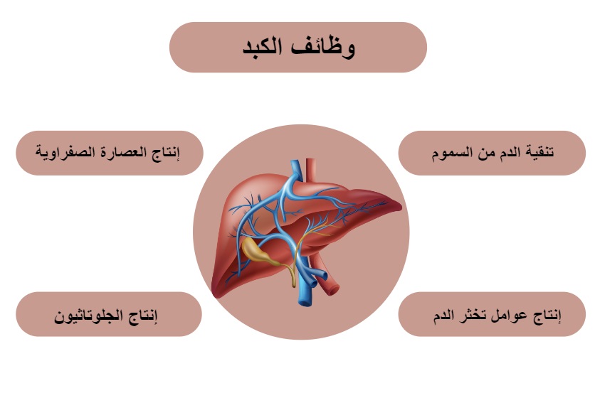 وظائف الكبد	