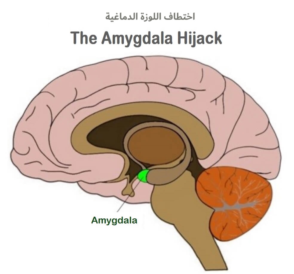 اختطاف اللوزة الدماغية	