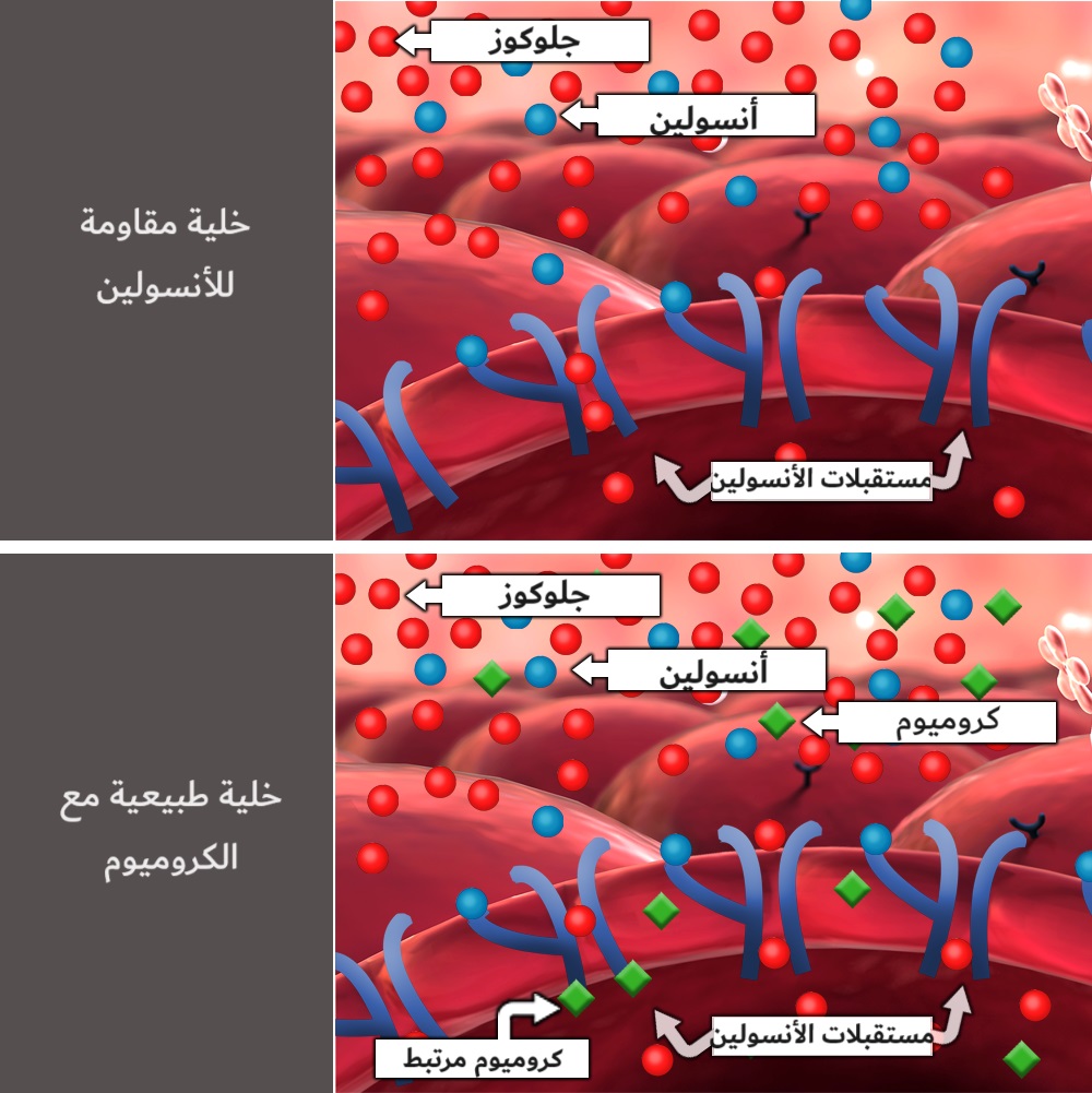 مستقبلات الأنسولين والجلوكوز والكروميوم	