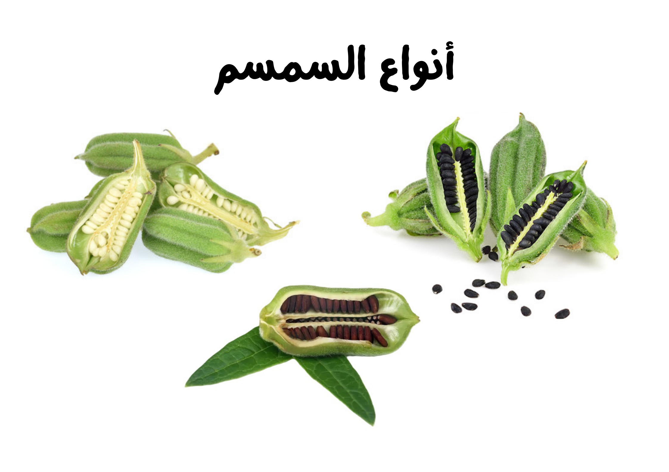 أنواع السمسم