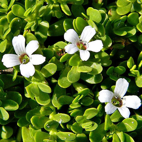 bacopa باكوبا	