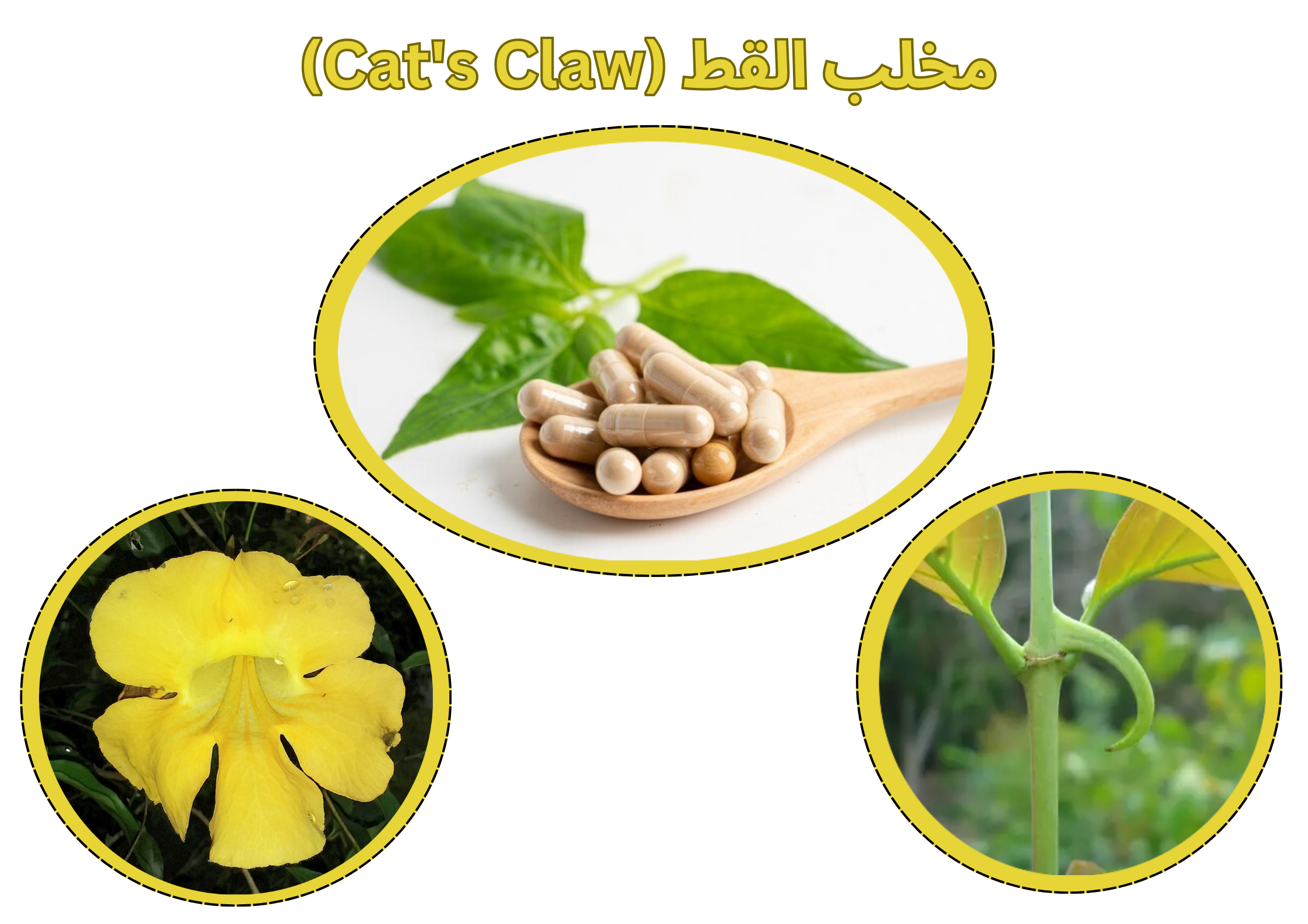 مخلب القط (Cat's Claw)