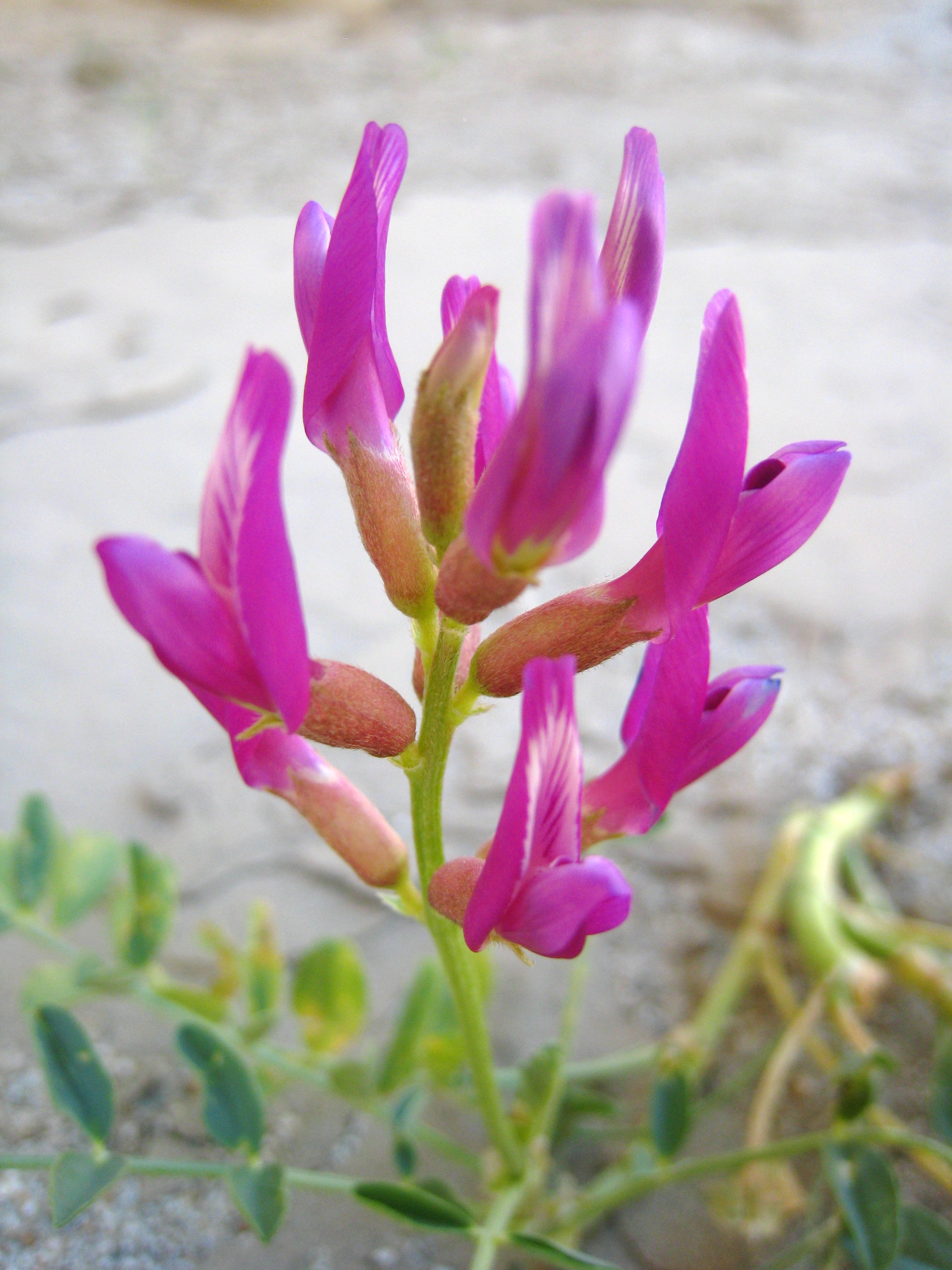 	milkvetch Astragalus