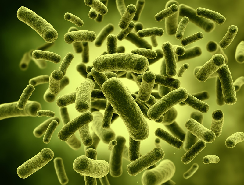 Lactobacillus acidophilus