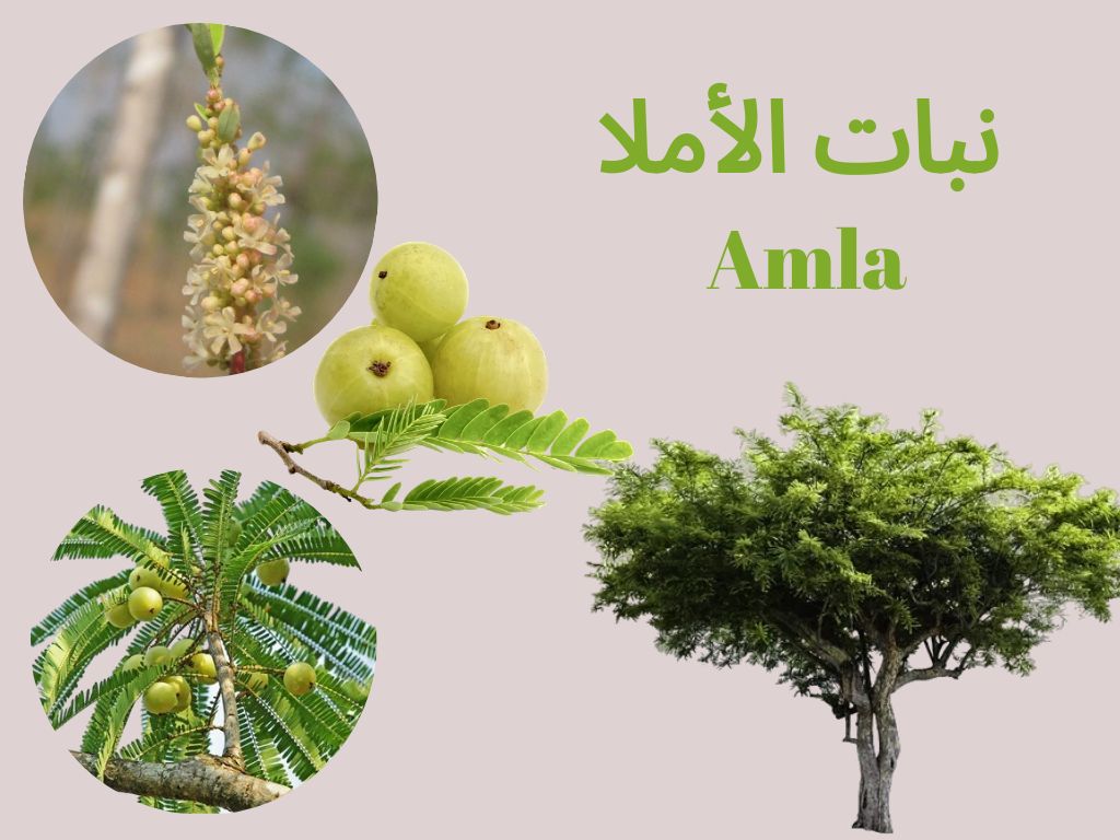 الأملا amla	