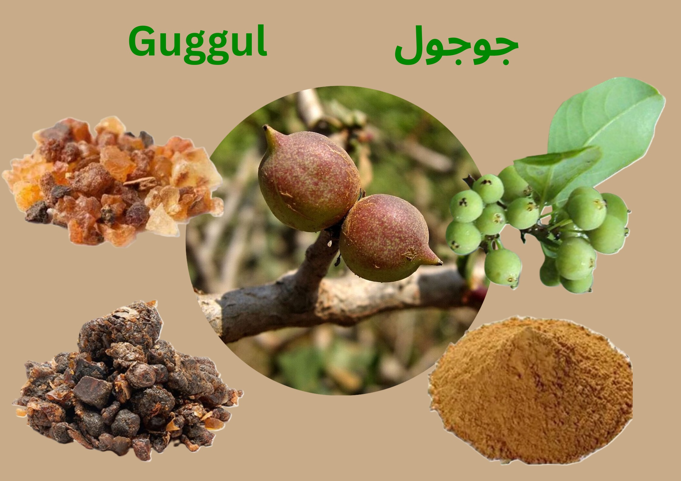 جوجول   Guggul