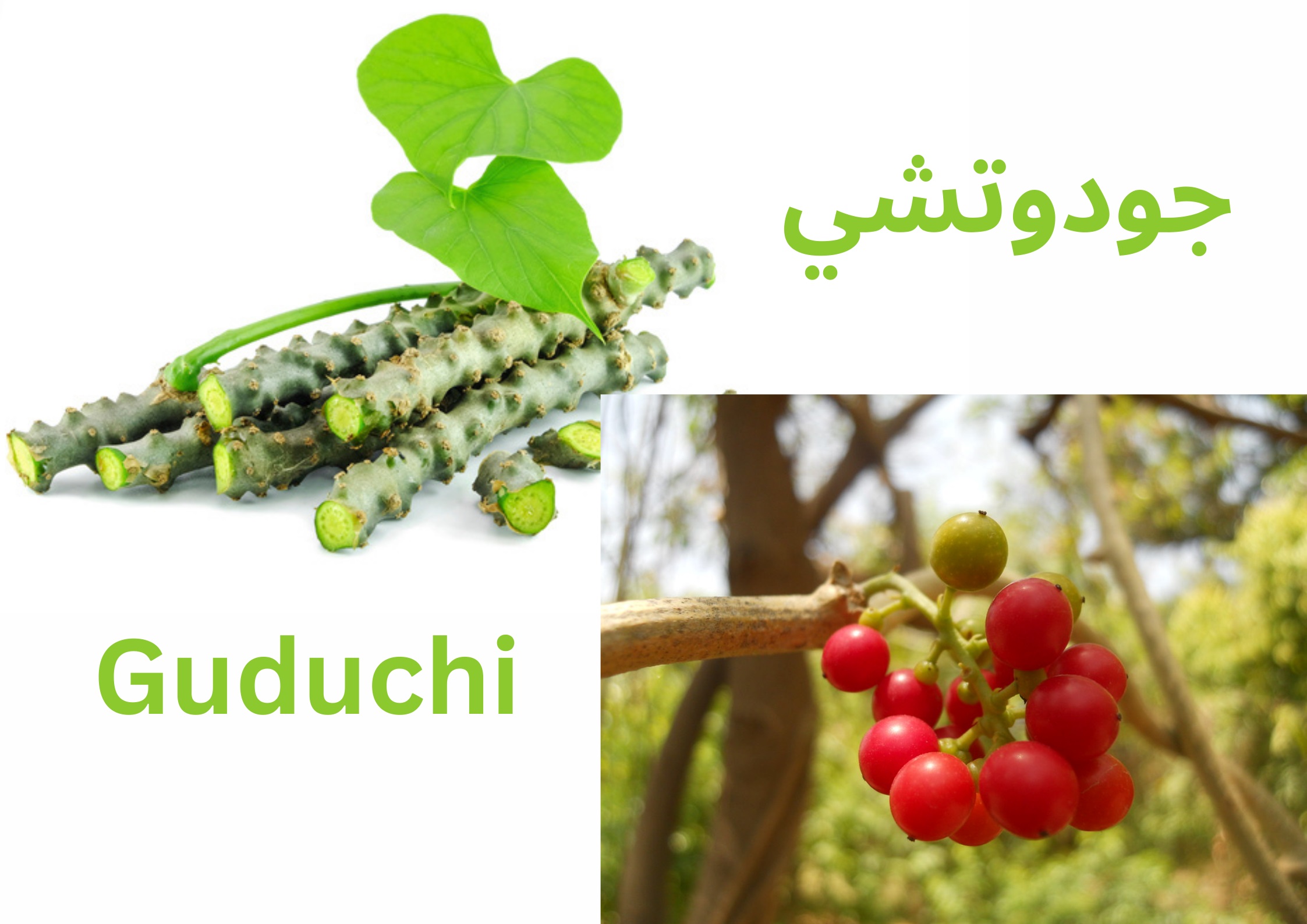 	Guduchi جودوتشي