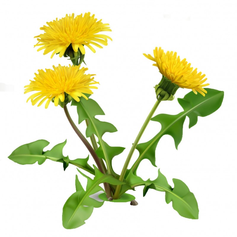 نبتة جذور الهندباء أو أسنان الأسد (Dandelion)	