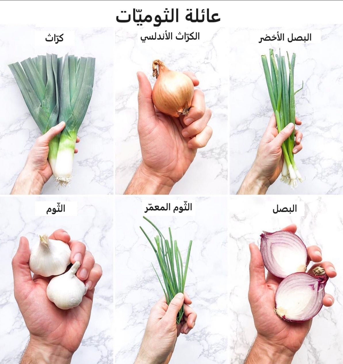 عائلة الثوم