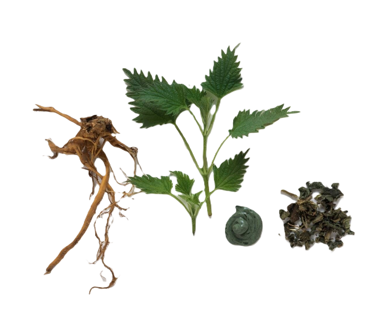 القراص Stinging Nettle Root	