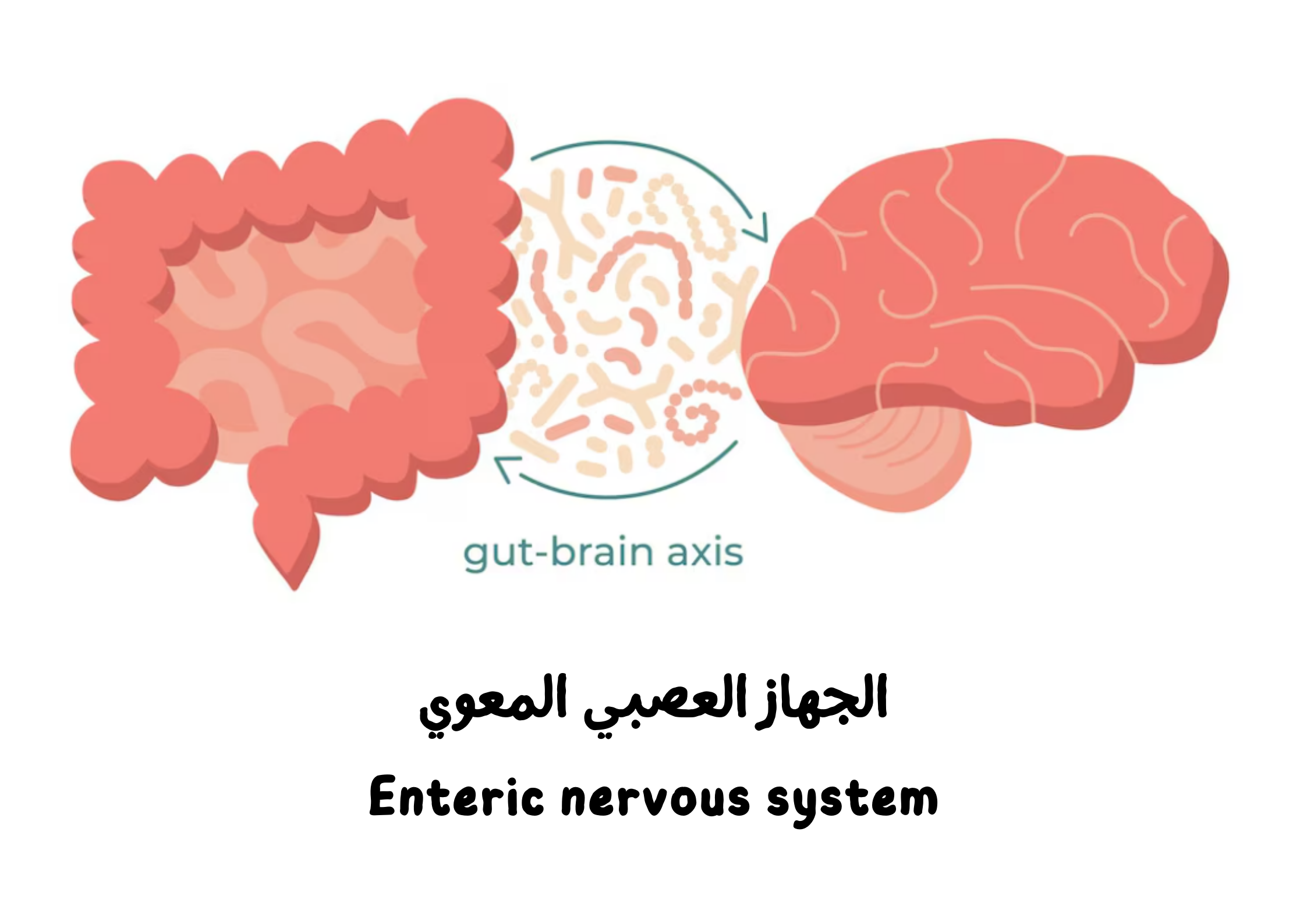 الجهاز العصبي المعوي	