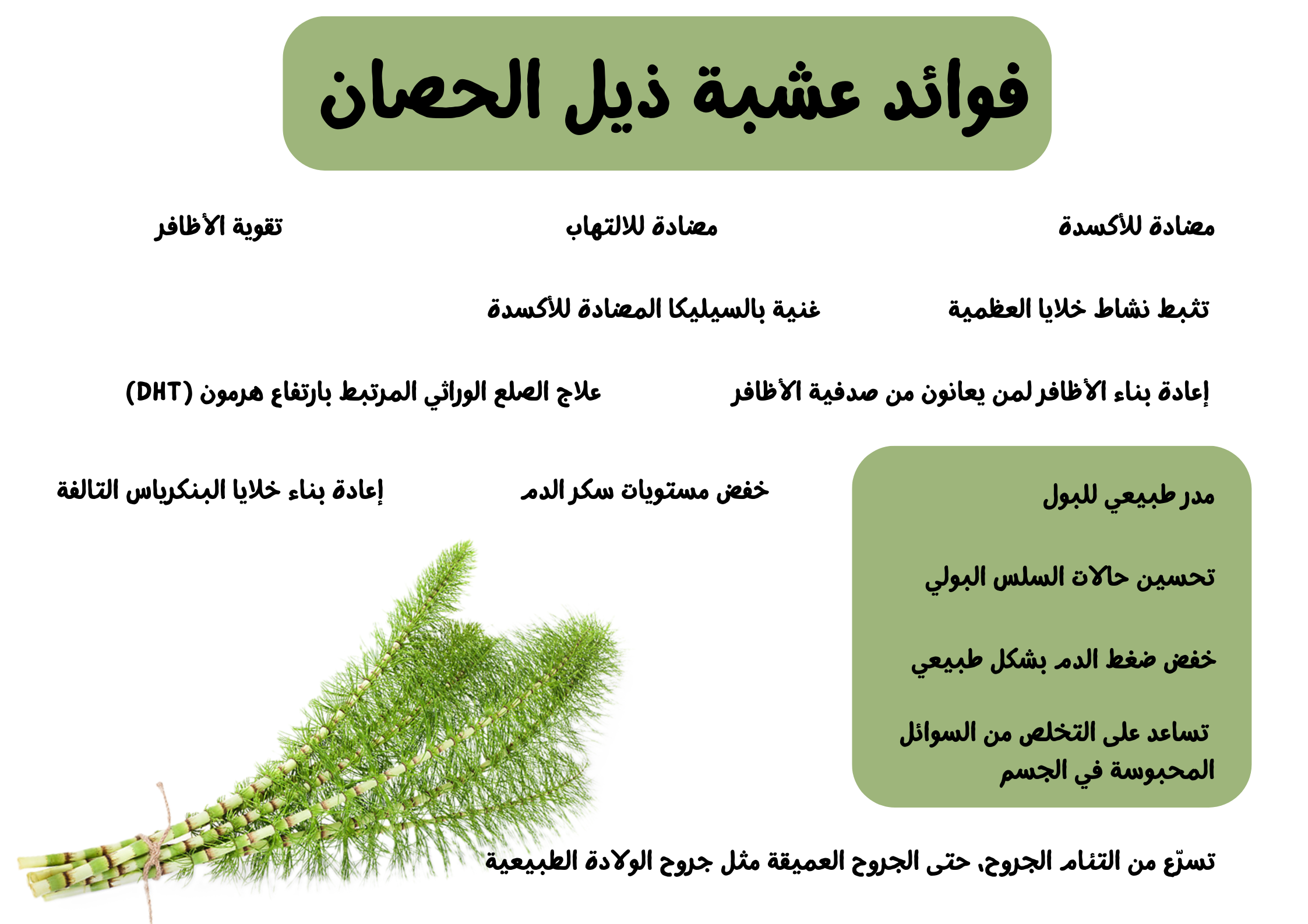 فوائد عشبة ذيل الحصان	