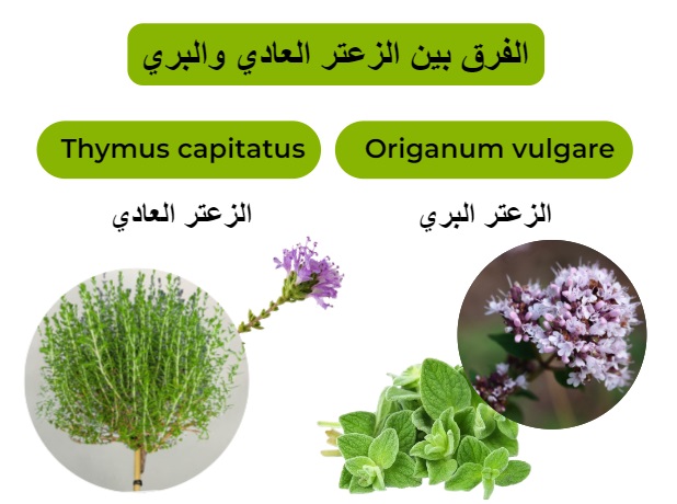 الفرق بين الزعتر العادي والبري	