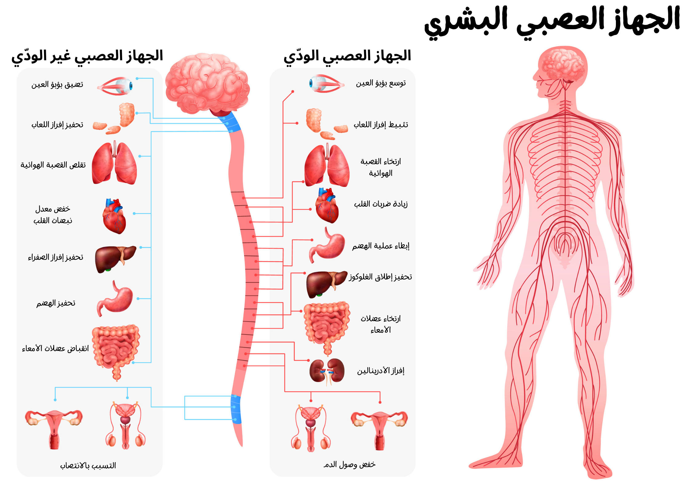 الجهاز العصبي اللاإرادي الودي واللاودي sympathetic and non-sympathetic a	