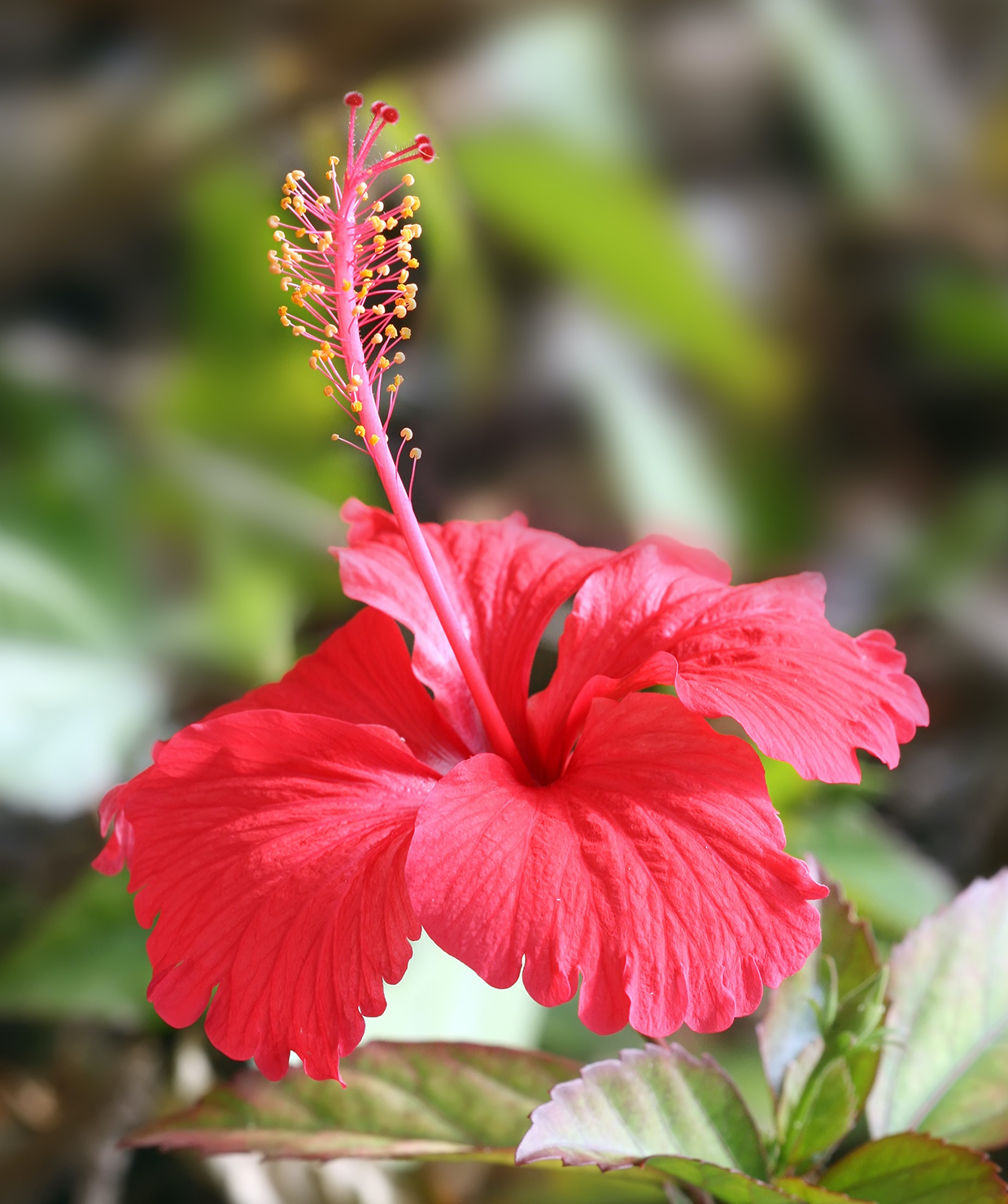 hibiscus الكركديه	