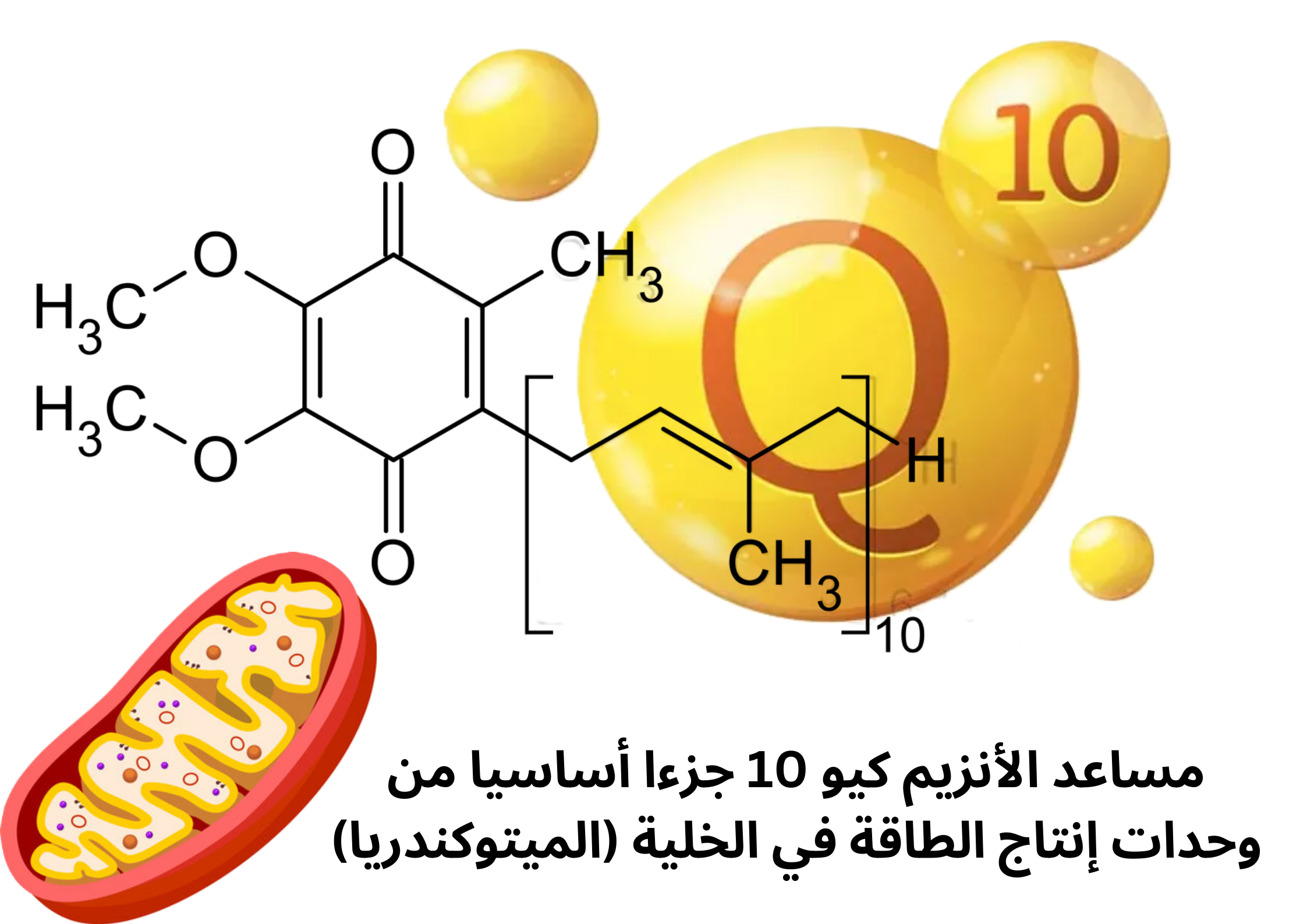 مساعد الأنزيم كيو 10 والميتوكندريا	