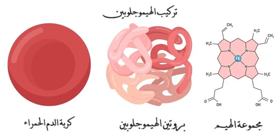 هيموجلوبين