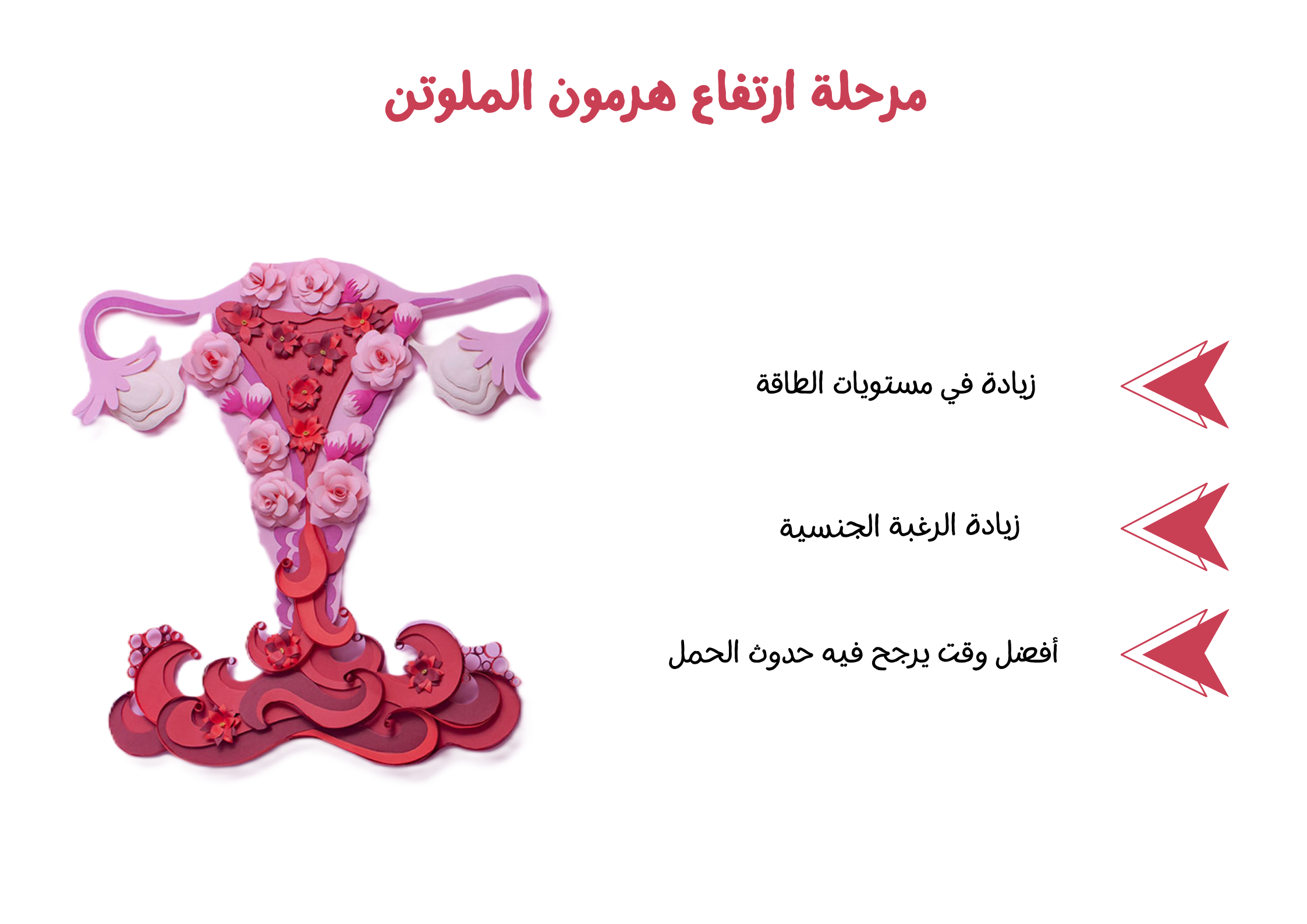 مرحلة ارتفاع هرمون الملوتن	