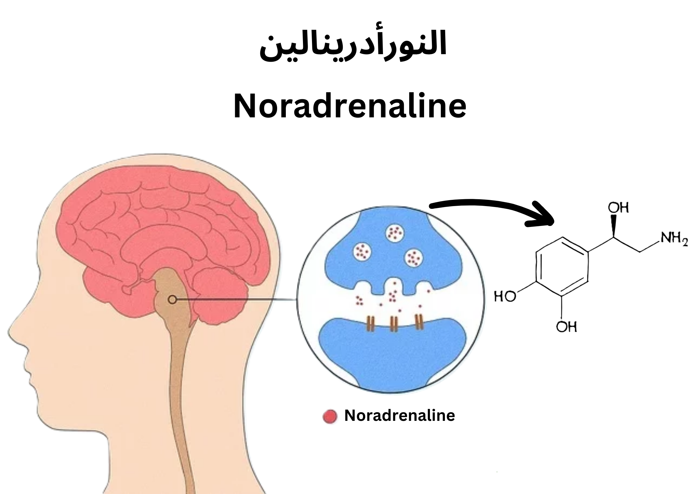 النورأدرينالين	