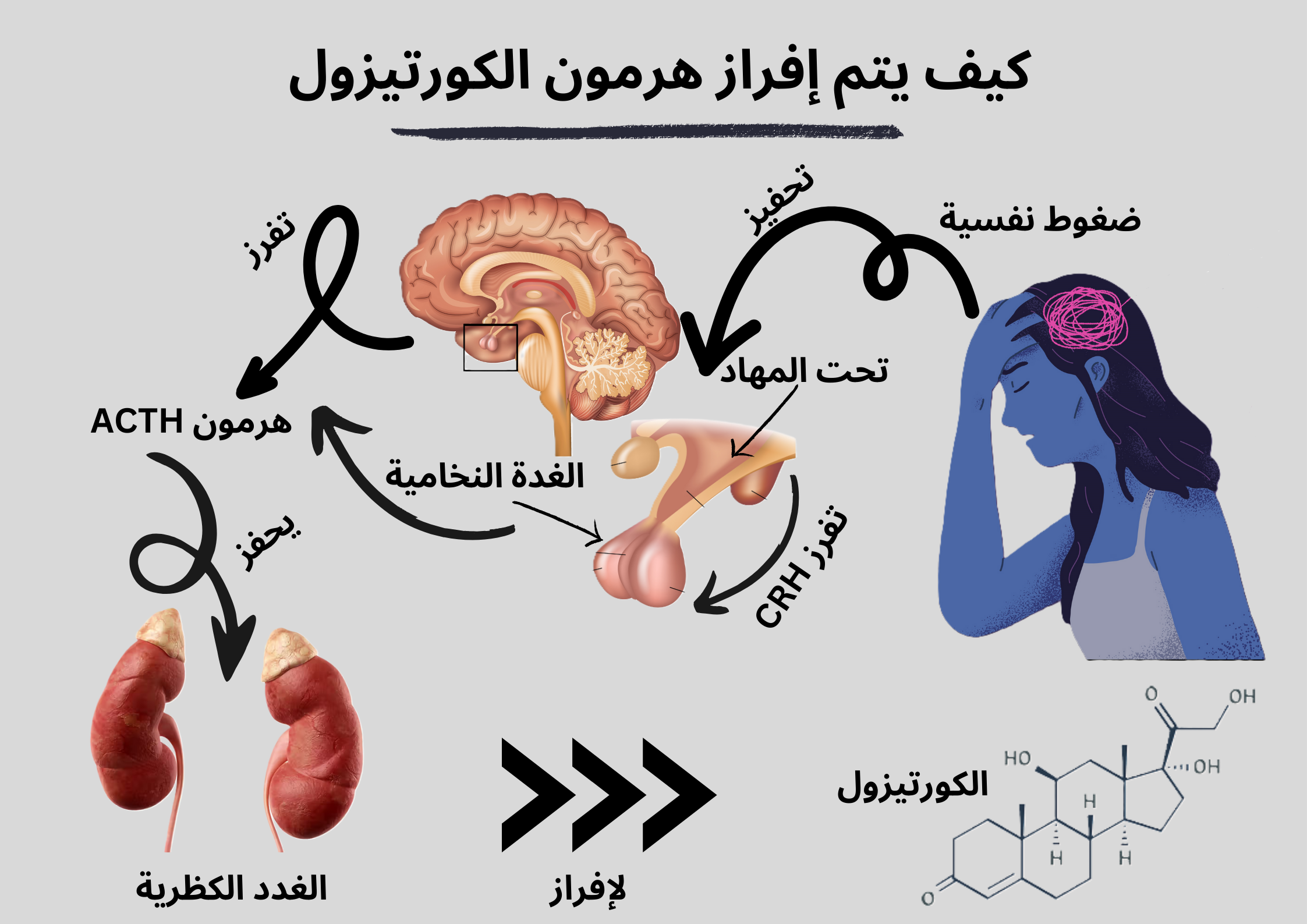 كيف يتم إفراز هرمون الكورتيزول	